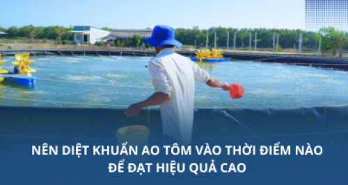 Nên diệt khuẩn ao tôm vào thời điểm nào để đạt hiệu quả cao